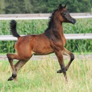 Belladiva Estopa SLM